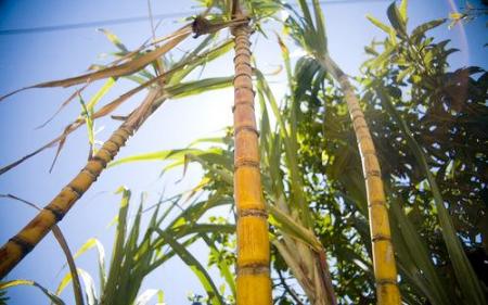 sugarcane12